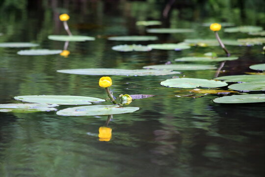 Idyllischer See mit gelben Teichrosen