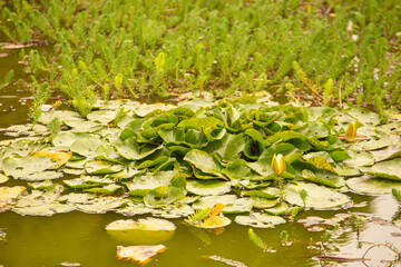 flor de loto
flor acuática