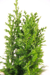 branches of a green juniper plant with sharp leaves