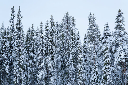 Pine and spruce forest in snow