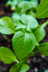 Fresh green basil leaves. Growing herbs for cooking at home.