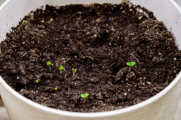 Young green sprouts from seeds in a pot. Growing microgreens. Seedling. Home gardening and sustainable living concept.