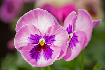 Fototapeta premium Bright and colorful flowers of pansies