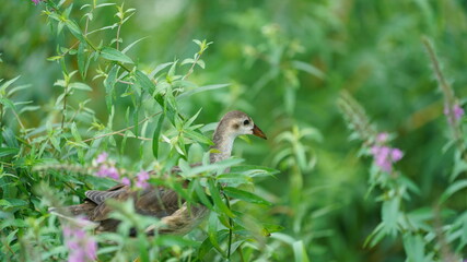 One little bird walking on the plant in the pond in the rainy day
