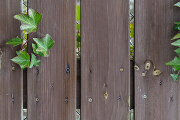 Old pale brown wooden fence with plant. Rustic background
