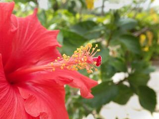 Red Hibiscus in the sunshine