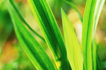 Green leaves on a blurred green background in the garden Natural green plant background