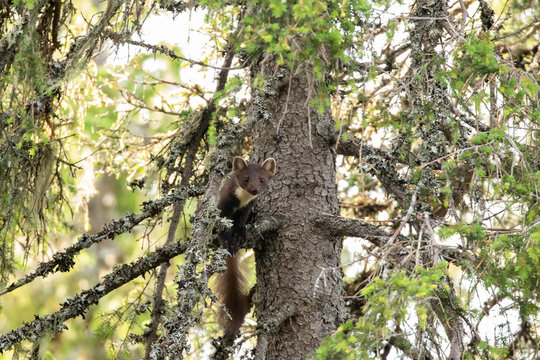 Curious small predator, the European pine marten, Martes martes, sitting on the branch of a spruce tree (Picea abies) in Finnish nature