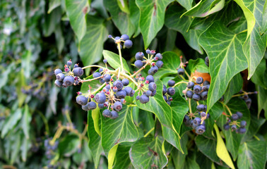 Black berries fruits in a plant with green leaves closeup	