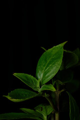 Basil leaves and flower on black background isolate 