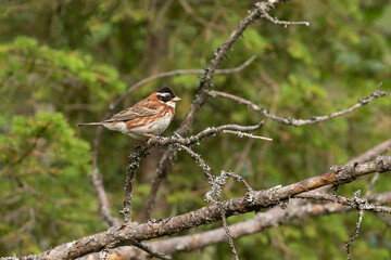 Fototapeta premium Male rustic bunting, Emberiza rustica perched on an old branch in Finnish nature, Northern Europe