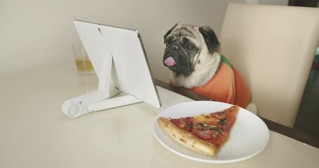 Funny cute pug dog dressed orange, watching interesting, engaging content, media, exciting show with tablet at home. Sitting at the table with pizza and drink. Web series lover. Funny dog concept. 