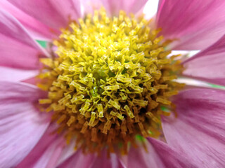 Pink Flower with yellow center close up