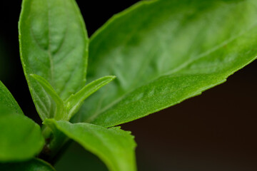 Basil leaves and flower on black background isolate 