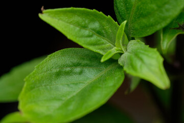 Basil leaves and flower on black background isolate 