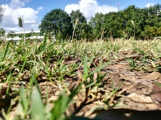 The green grass of the field