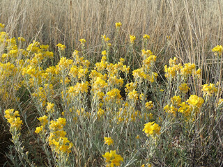 Obraz premium Yellow wildflowers in the desert spring
