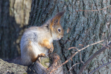 Squirrel (Sciurus vulgaris) on a spring day in the park on Elagin Island in St. Petersburg.