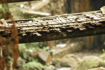 the bamboo bridge in the nature