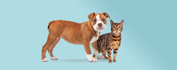 bulldog puppy and a tabby cat standing in front of a light blue background