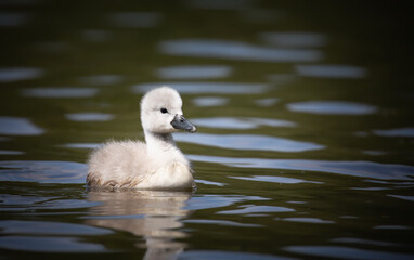 Young swans watch their mother as they hunt for food. © Jiří Fejkl
