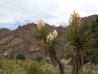 Yucca Plant from Big Bend National Park

