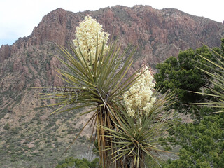 Yucca Plant from Big Bend National Park