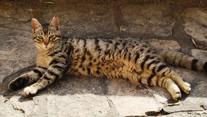 Cat lying on the parapet