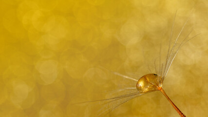 Yellow background with bokeh and big water drop on salsify seed parachute. Spring-summer nature background.
