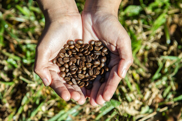Hands holding a scoop of coffee beans.