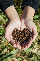 Hands holding a scoop of coffee beans.