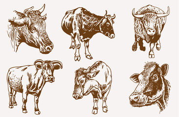 Graphical  sepia set of cows,vintage background,vector illustration	
