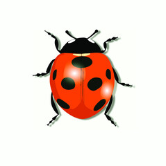 ladybug on white background
