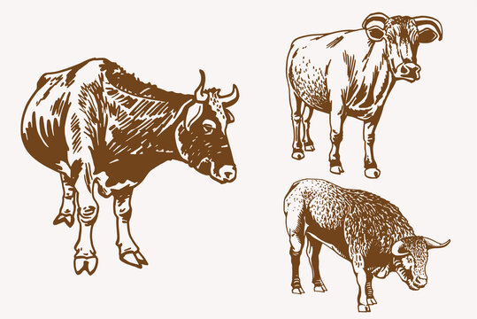 Graphical  sepia set of cows,vintage background,vector illustration	
