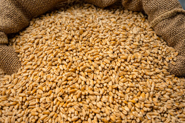 Wheat grains in sack. Close-up of cereal seeds.