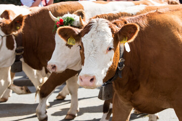 Traditional cattle drift at end of summer, Bavaria, Germany