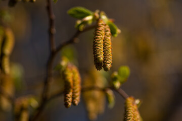 March in Ireland. Nature. Blossom trees. 