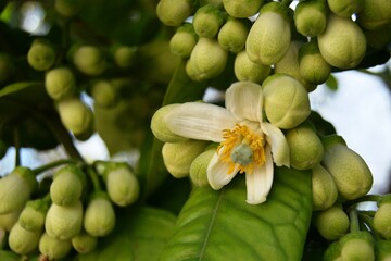 Flowering lemon tree