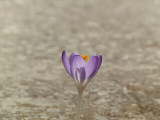 purple crocus flower