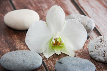 white orchid flower on grey stones