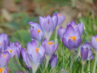 spring crocus flowers