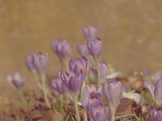 purple crocus flowers