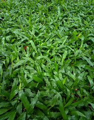 top view of green grass