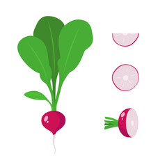 Set of radishes - a whole radish, half, a piece and a slice of radish. Vegetable isolated on a white background. Stock vector illustration.