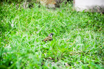 bird on the grass