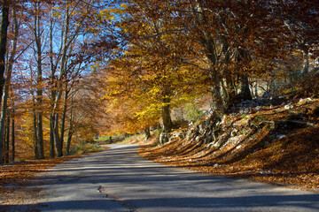 Autumn landscape full of colors and lots of brown yellow brown gold leaves with a blue sky background in Italy