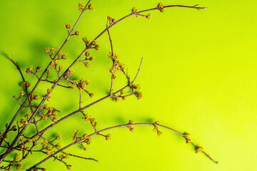 Blooming twigs of dogwood