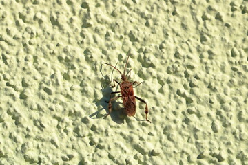 Leptoglossus occidentalis. Western conifer seed bug, aka WCSB. Macro, isolated on green wall