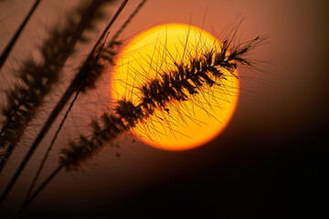The silhouette close-up scene of nature