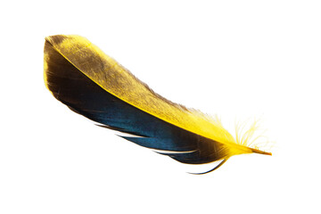 Dark yellow feather isolated on the white background